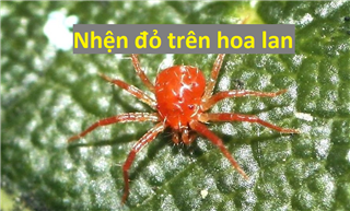Bệnh nhện đỏ là gì và Cách phòng, chữa khi bị nhện đỏ trên hoa lan
